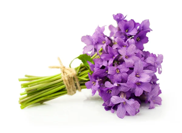 Bouquet di viole — Foto Stock