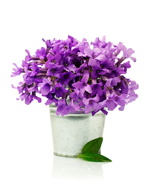 Kwiaty fioletowe w małe wiaderko — Zdjęcie stockowe