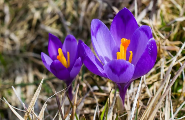 紫のクロッカスの花 — ストック写真