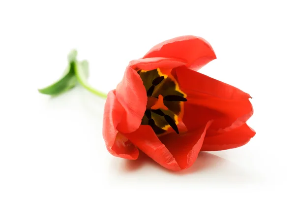 Pojedynczy czerwony tulipan z bliska — Zdjęcie stockowe