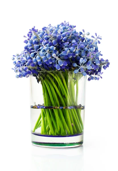 Muscari egy pohár — Stock Fotó