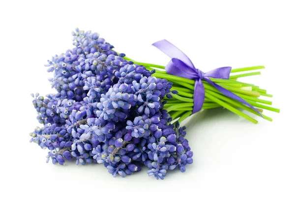 Boeket van muscari — Stockfoto