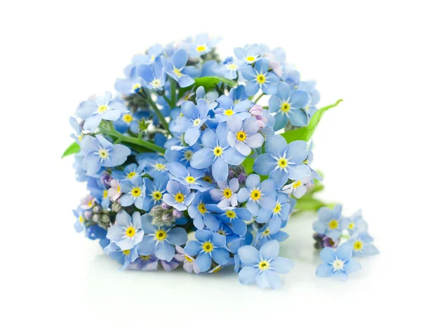 Glömma-mig-inte blommor — Stockfoto