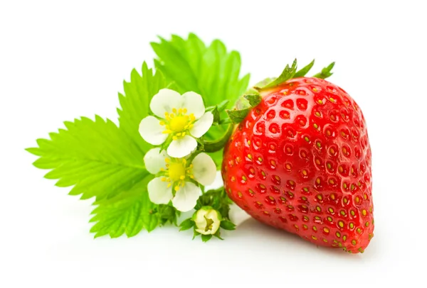 Fragola fresca matura con foglie e fiori — Foto Stock