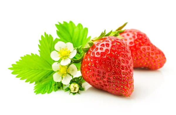 Frische reife Erdbeeren mit Blatt und Blüten — Stockfoto