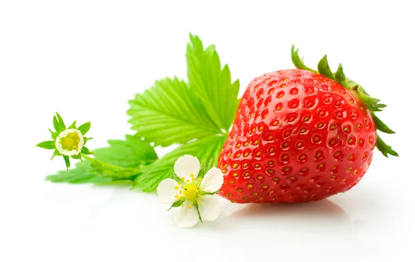 Reife Erdbeere mit Blättern und Blüten — Stockfoto