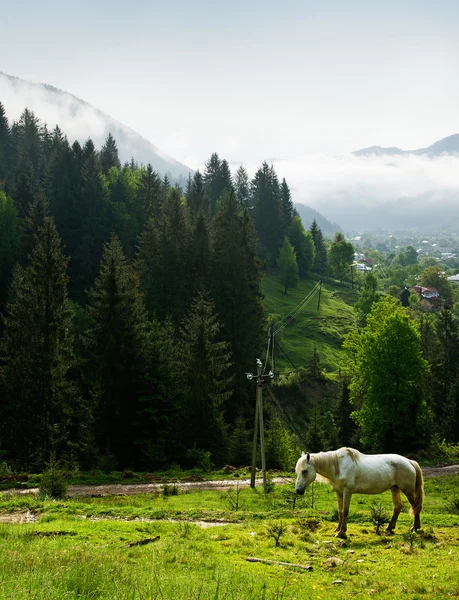 Cheval brouté en montagne — Photo