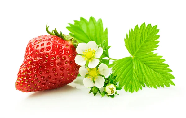 Reife Erdbeere mit Blatt und Blüte — Stockfoto