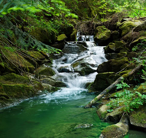 Pequeña cascada en el bosque —  Fotos de Stock