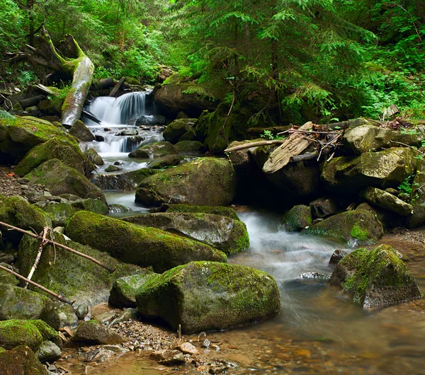 Maravillosa cascada forestal —  Fotos de Stock