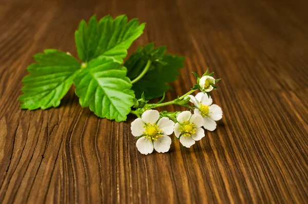 Yaprakları ve çilek önümüzdeki — Stok fotoğraf