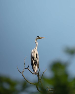 Gri balıkçıl, bulanık ağaçlara ve gökyüzüne karşı bir dala tünemişti. Sakin ve zarif vahşi yaşam anı dinginliği, yalnızlığı ve doğayla uyumu simgeliyor..