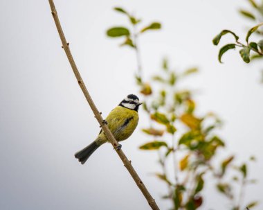 Blue tit perched on a thin branch with soft foliage in the background. Detailed wildlife close-up showing vivid feathers, natural colors and a calm outdoor atmosphere.