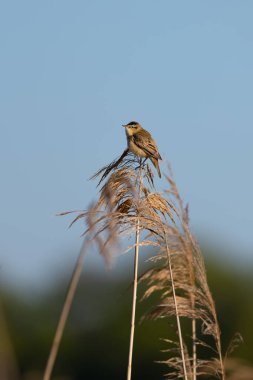 Açık mavi gökyüzüne karşı kuru sazlıklara tünemiş küçük bir bülbül. Minimalist vahşi yaşam sahnesi sıcak güneş ışığında doğanın sakin ve havadar atmosferini yakalıyor..