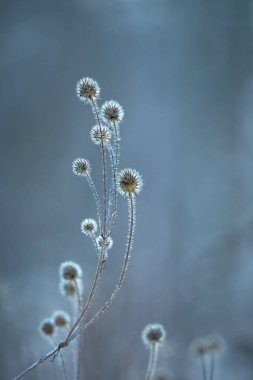 Yumuşak kış ışığı altında narin kır çiçekleri. Sakin, kırılgan ve sakin bir ortam ve yumuşak bir bokeh ve mevsimsel atmosferle sakin bir esneklik gösteren minimum doğa sahnesi..