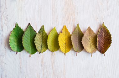 çok renkli sonbahar yaprakları