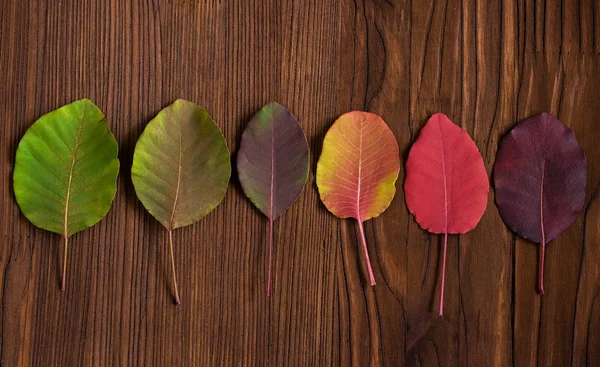 Multi-coloured fall foliage — Stock Photo, Image