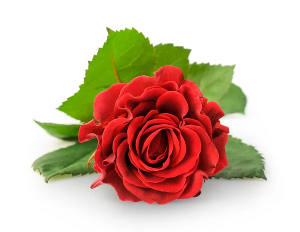 Single red rose — Stock Photo, Image