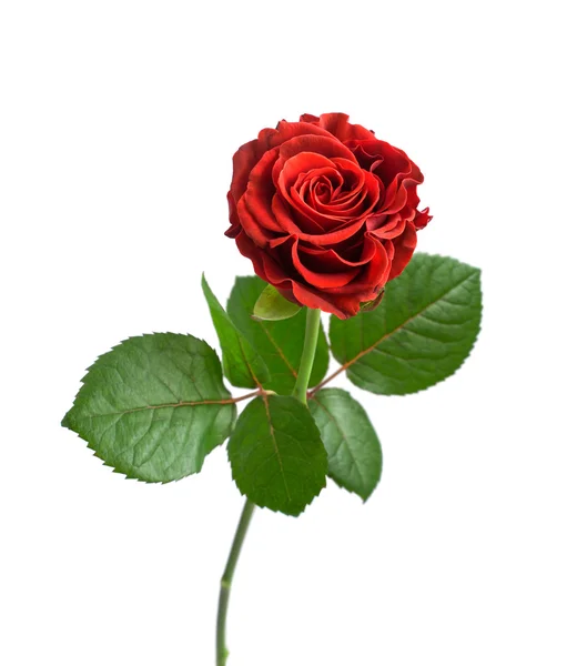 Single red rose — Stock Photo, Image