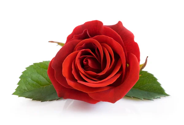 Single red rose Stock Photo