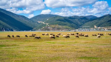 Napa Hai gölü otlakları, Şangri-La Yunnan Çin 'de güneşli bir günde bir koyun sürüsüyle 3270 metre yükseklikte bir doğa koruma alanı görüyor.