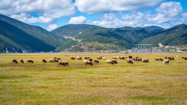 Napa Hai lake grasslands view a 3270m high nature reserve with a sheep flock on sunny day in Shangri-La Yunnan China clipart