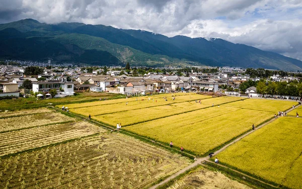 Dali Xizhou old town with Bai minority houses and yellow rice field fly aerial drone shot in Dali Yunnan China