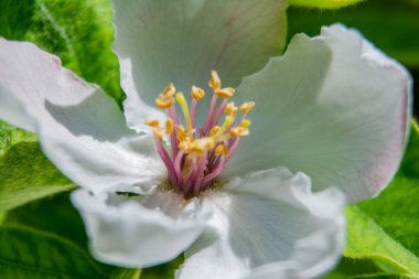 Ağaçlar çiçek açtı, bahar geldi.