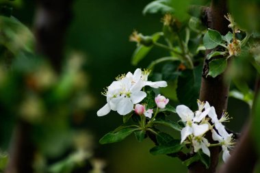 Ağaçlar çiçek açtı, bahar geldi.
