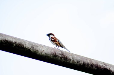 Kuş demir bir borunun üzerine oturur.