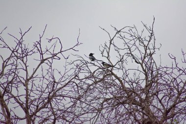 Ağaç dalında saksağan oturuyor