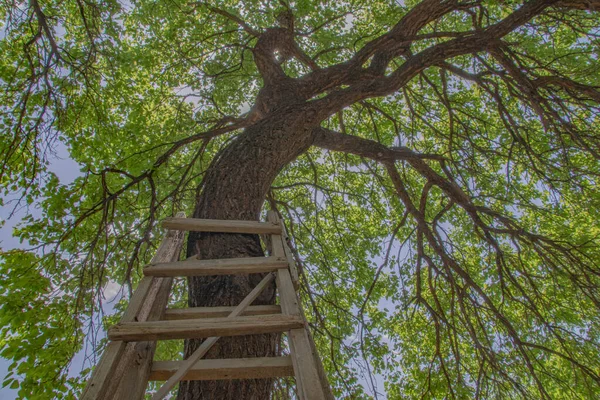 Eenzame Abrikozenboom Houten Trap — Stockfoto