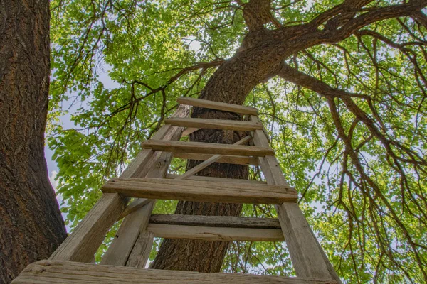 Eenzame Abrikozenboom Houten Trap — Stockfoto