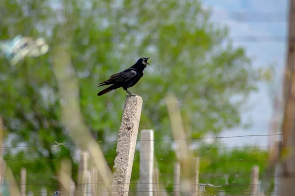 Черная Ворона Стоит Шесте Поет — стоковое фото