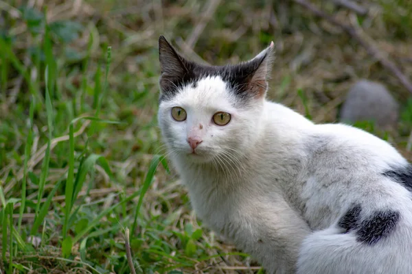 Gato Floresta Gato Com Cor Preta Branca — Fotografia de Stock