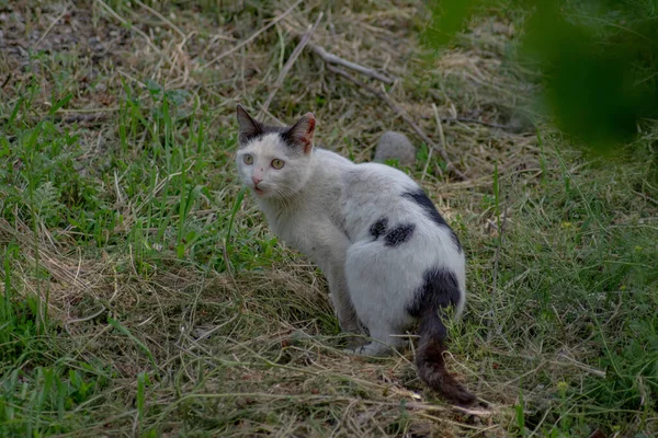 Ormandaki kedi. Siyah ve beyaz renkli kedi