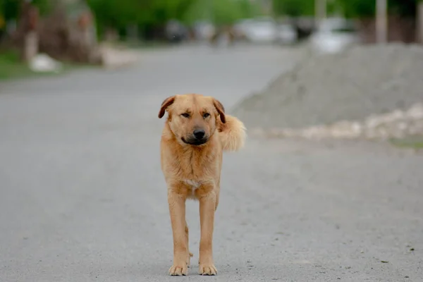 Gyönyörű Kutya Sétál Udvaron — Stock Fotó
