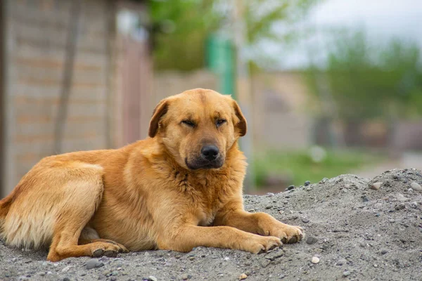 Mooie Hond Zittend Het Zand — Stockfoto