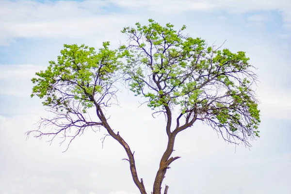 Eenzame Boom Gekleed Groen — Stockfoto