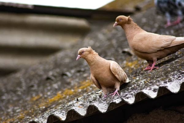 Zwei Tauben Auf Dem Hausdach — Stockfoto