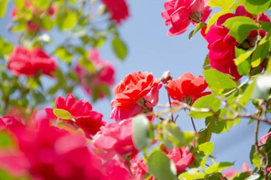 Kırmızı güller ve mavi gökyüzü