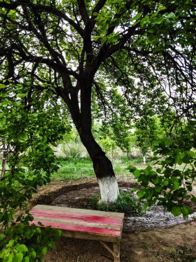 Bahçede bir yaz günü. Benç ve kayısı ağacı.