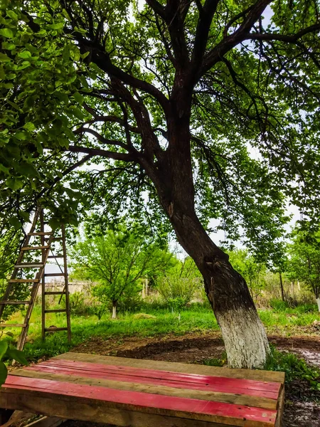 Zomer Dag Tuin Bodem Abrikozenboom — Stockfoto