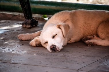 Uyuyan bir köpeğin portresi. Uyuyan beyaz köpek