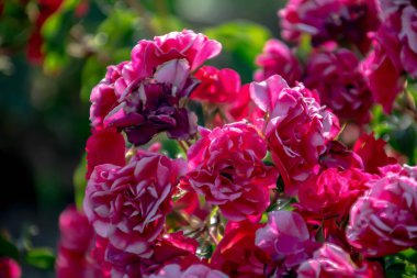 Kırmızı gül buketi. Bahçedeki yaban gülü