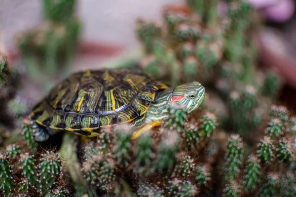 Skilpadde Kaktus Liten Skilpadde Naturen – stockfoto