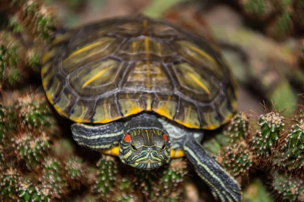 Черепаха Травах Маленькая Разноцветная Черепаха Природе — стоковое фото