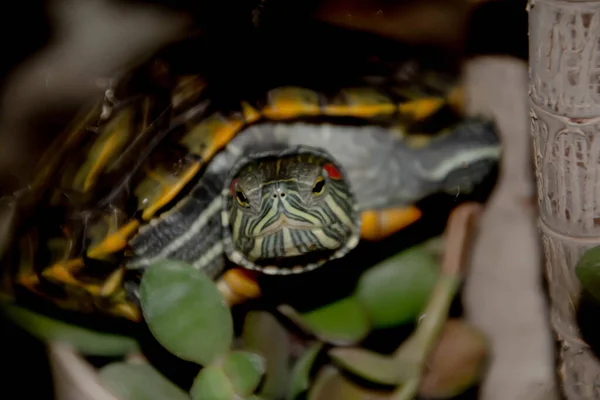 Tortuga Con Hierbas Pequeña Tortuga Multicolor Naturaleza —  Fotos de Stock