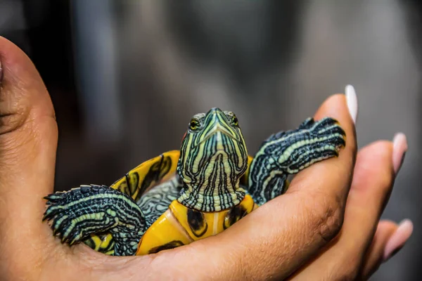 Skildpadde Mands Hånd Lille Farverig Skildpadde - Stock-foto