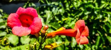 Ormanda bahar çiçekleri